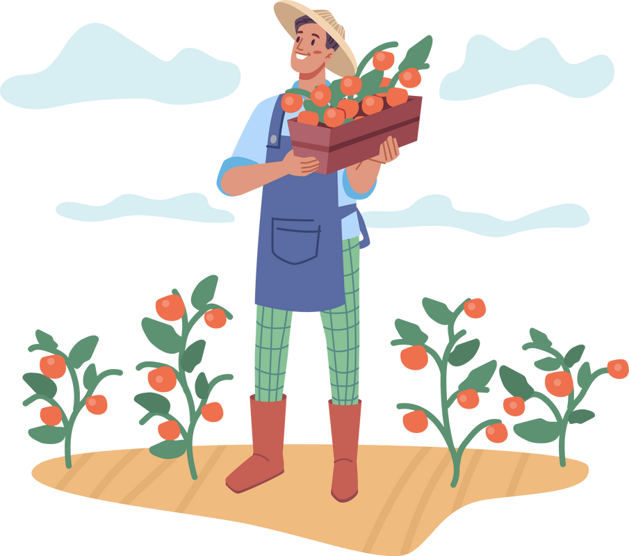 Farmer Harvesting Vegetables, Man with Tomatoes